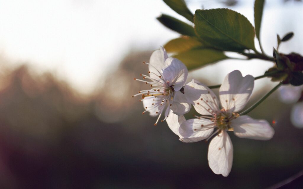Serene Spring Wallpaper: Delicate White Flowers on Soft Background