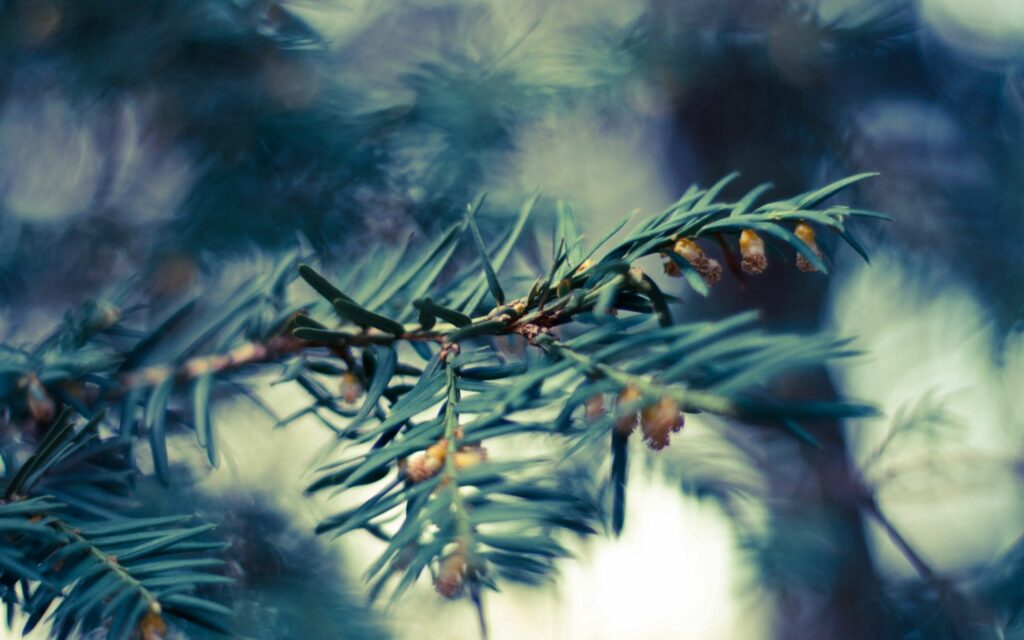 Serene Spruce Branches Close-Up: Soft Light Wallpaper Background