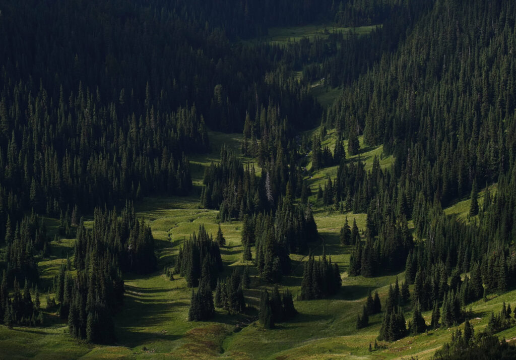 Lush spruce forest on rolling grassy hills with sunlight and shadows peaceful wilderness wallpaper