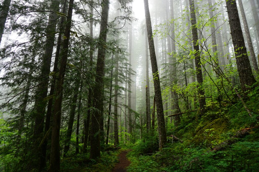 Serene forest wallpaper with towering spruce trees lush foliage and misty winding dirt path