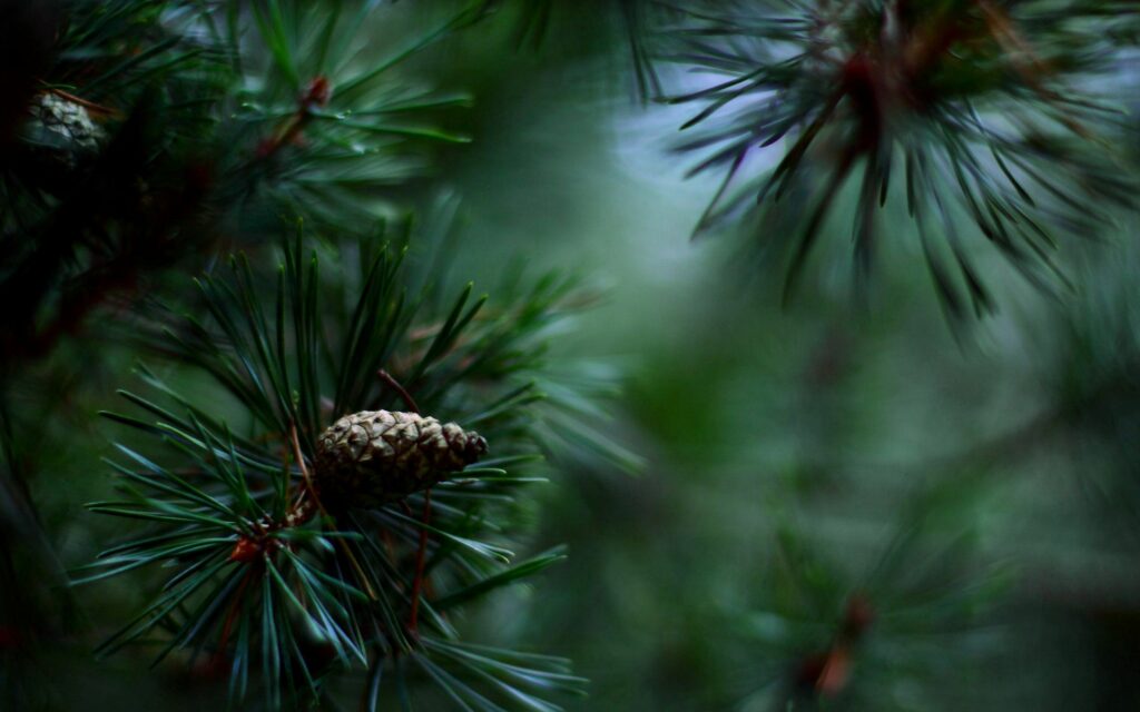 Serene Spruce Tree Branches Wallpaper with Vibrant Green Needles