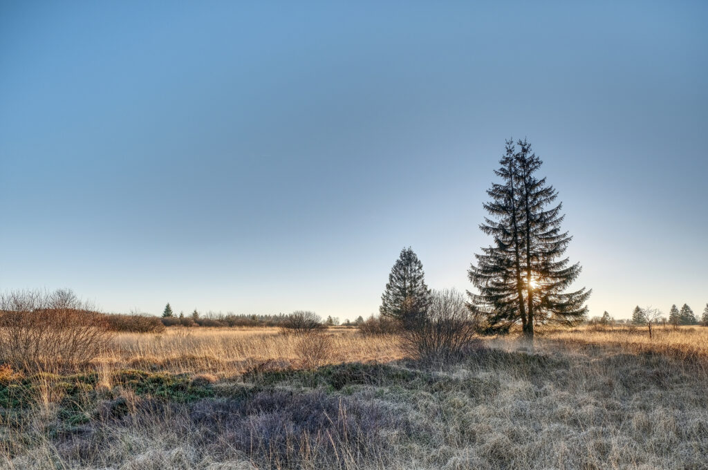 Tall spruce tree in golden grass under clear blue sky with soft sunlight peaceful nature scene Wallpaper