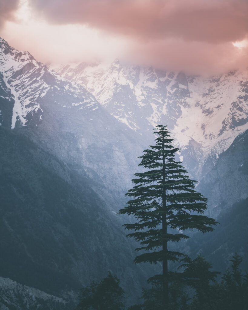 Lone spruce tree with snow-capped mountains and misty clouds serene nature wallpaper background