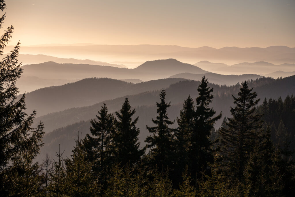 Serene landscape wallpaper with spruces pine trees rolling hills soft morning fog earth tones