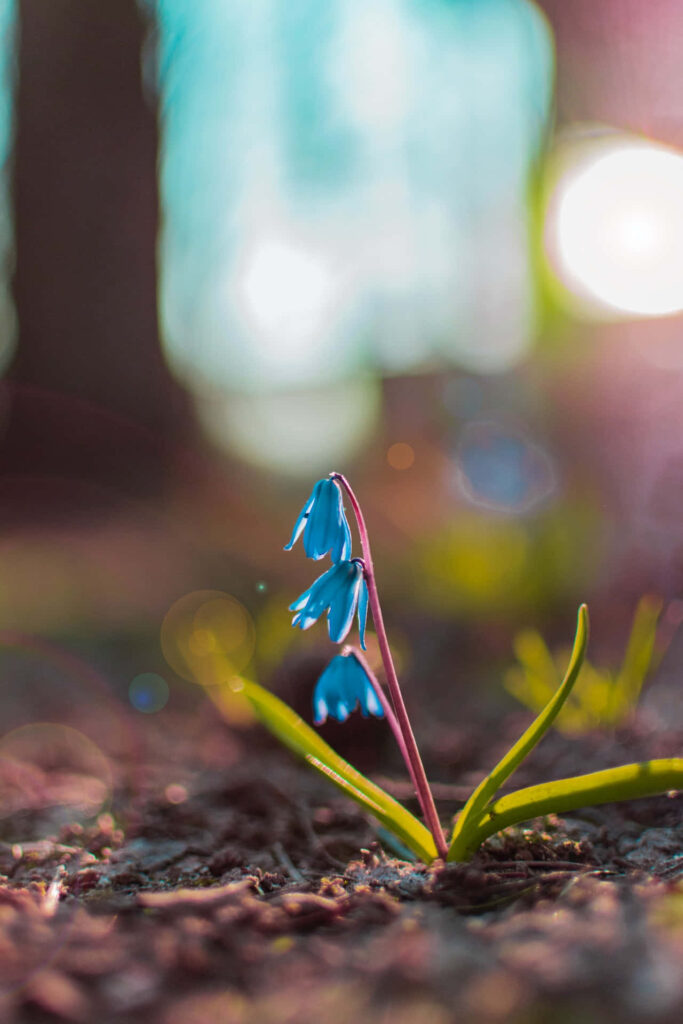Serene Blue Squill Flower Wallpaper with Soft Background