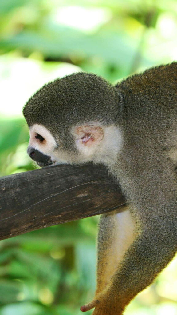 Squirrel Monkey on Branch: Serene Green Nature Wallpaper