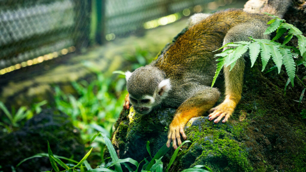 Squirrel Monkey on Mossy Tree: Serene Nature Wallpaper
