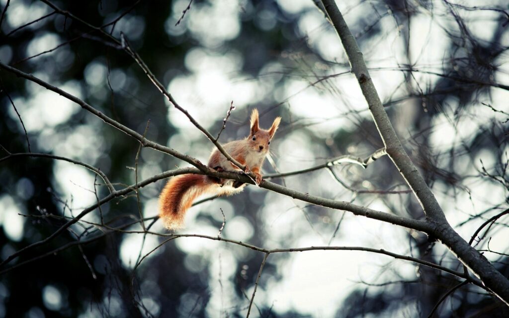 Serene Squirrel Perched on Branch: Nature's Tranquil Moment Wallpaper