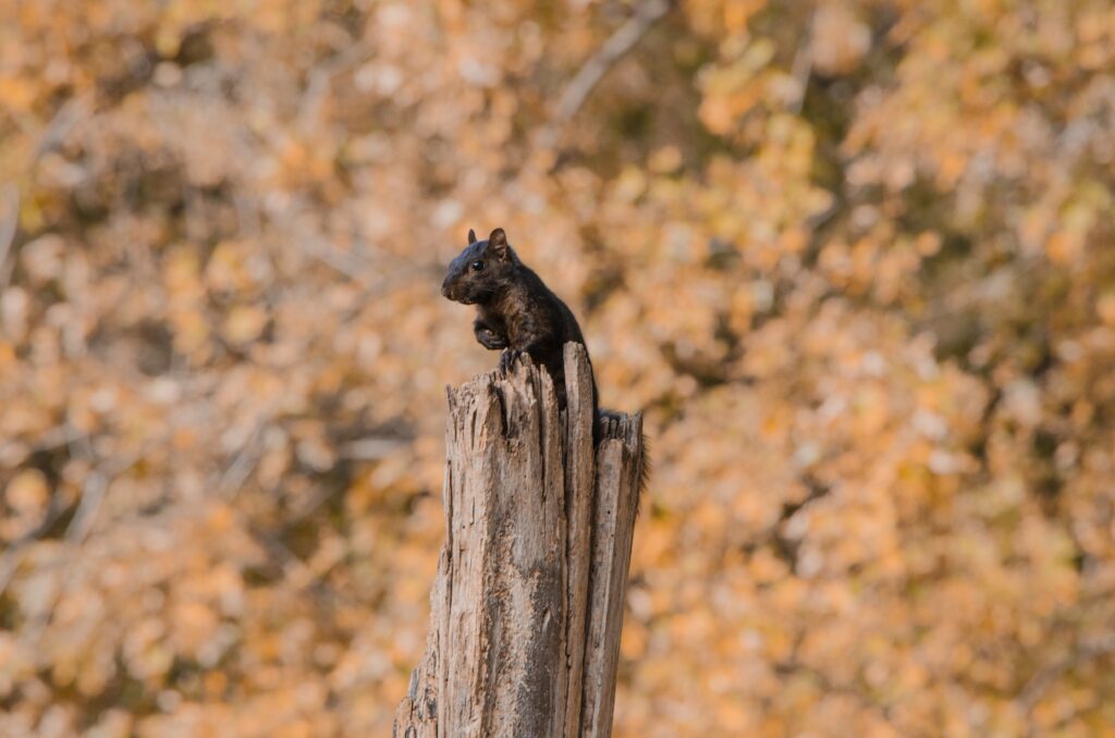 Squirrel on Tree Stump Amidst Autumn Leaves - Serene Nature Wallpaper