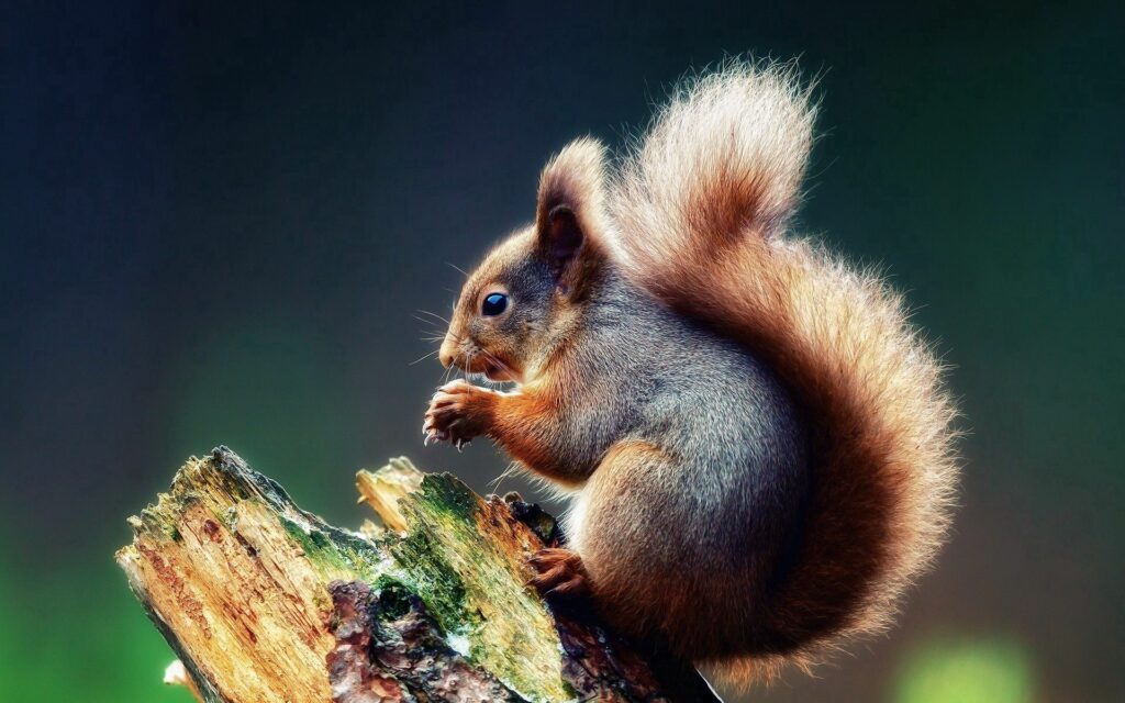 Charming Squirrel on Tree Branch - Serene Nature Wallpaper