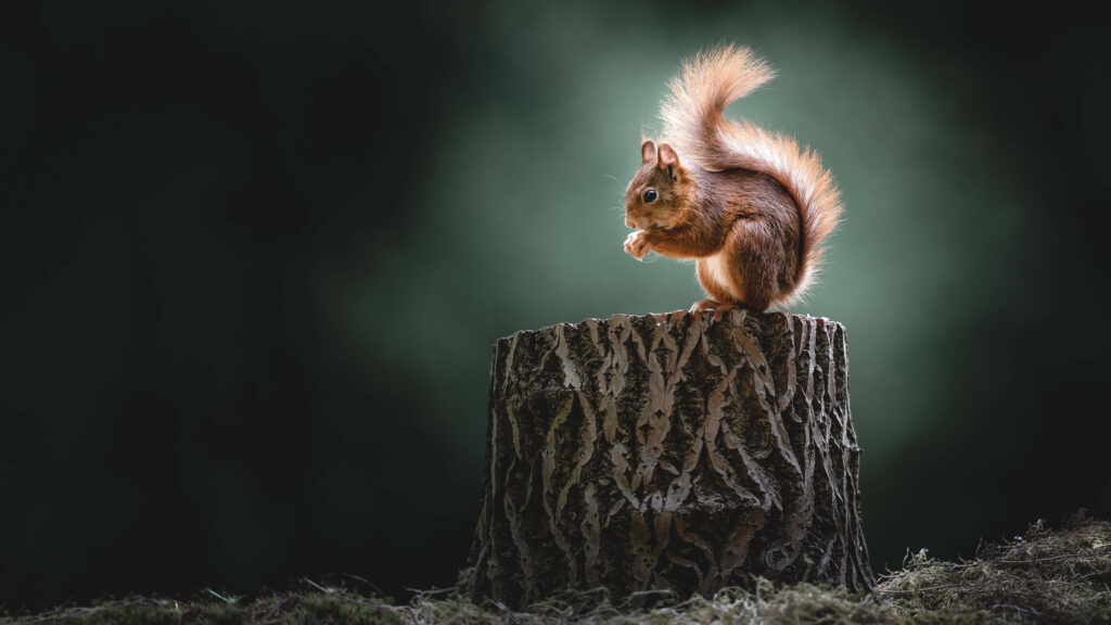 Serene Squirrel Wallpaper: Illuminated Fur on Dark Background