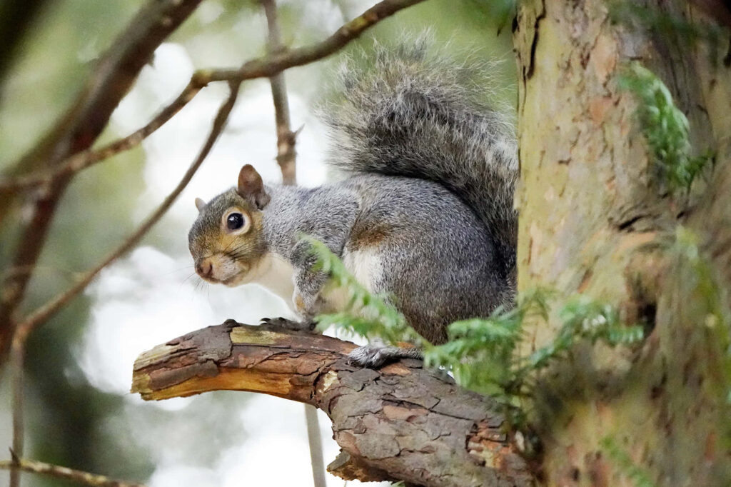 Serene Squirrel Wallpaper: Lush Forest Scene with Sunlight