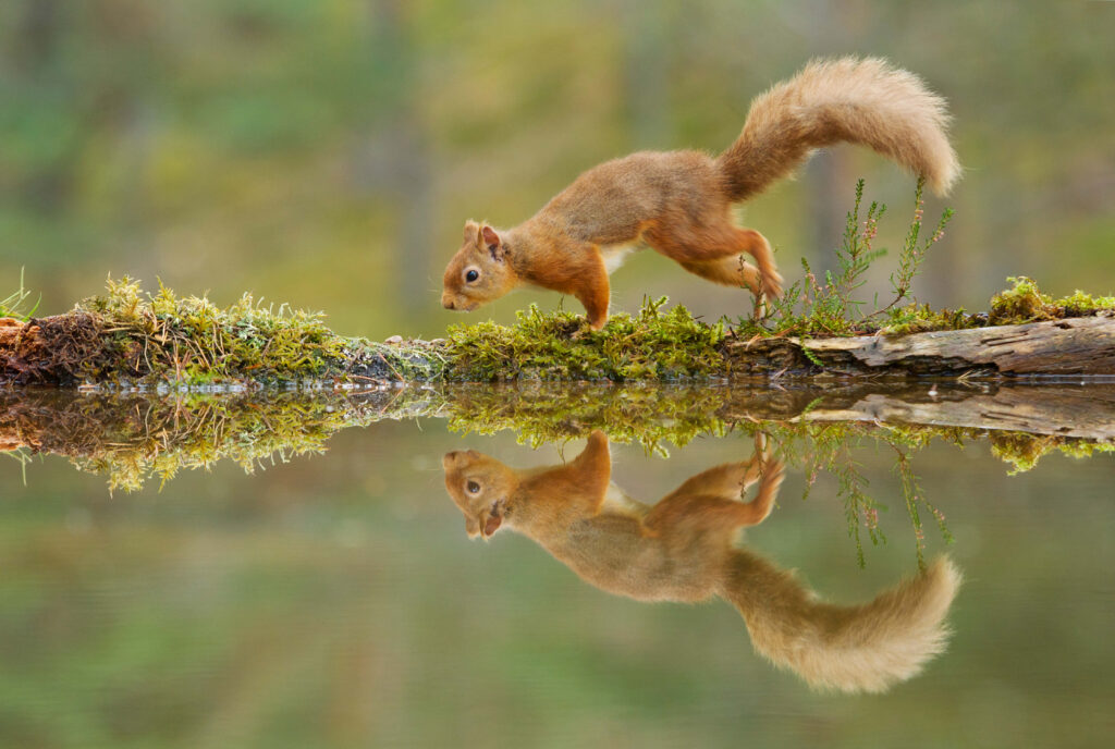 Serene Squirrel Wallpaper: Mossy Log Reflection in Lush Green Nature