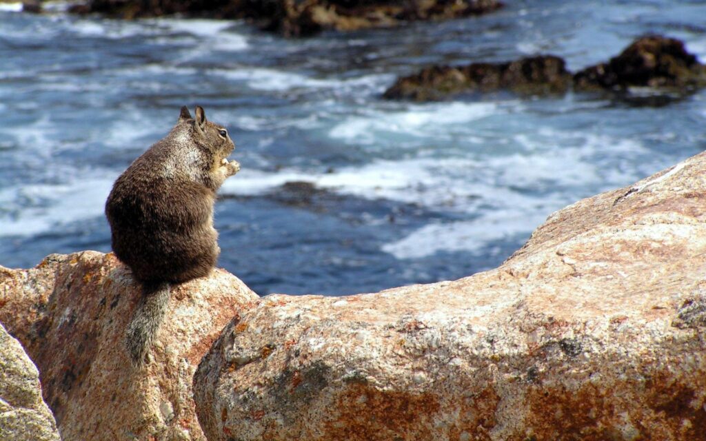 Tranquil Squirrel by the Sea: Serene Nature Wallpaper Background
