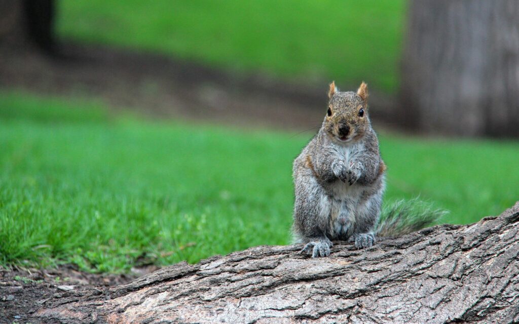Serene Squirrel on Tree Trunk Surrounded by Lush Green Grass Wallpaper