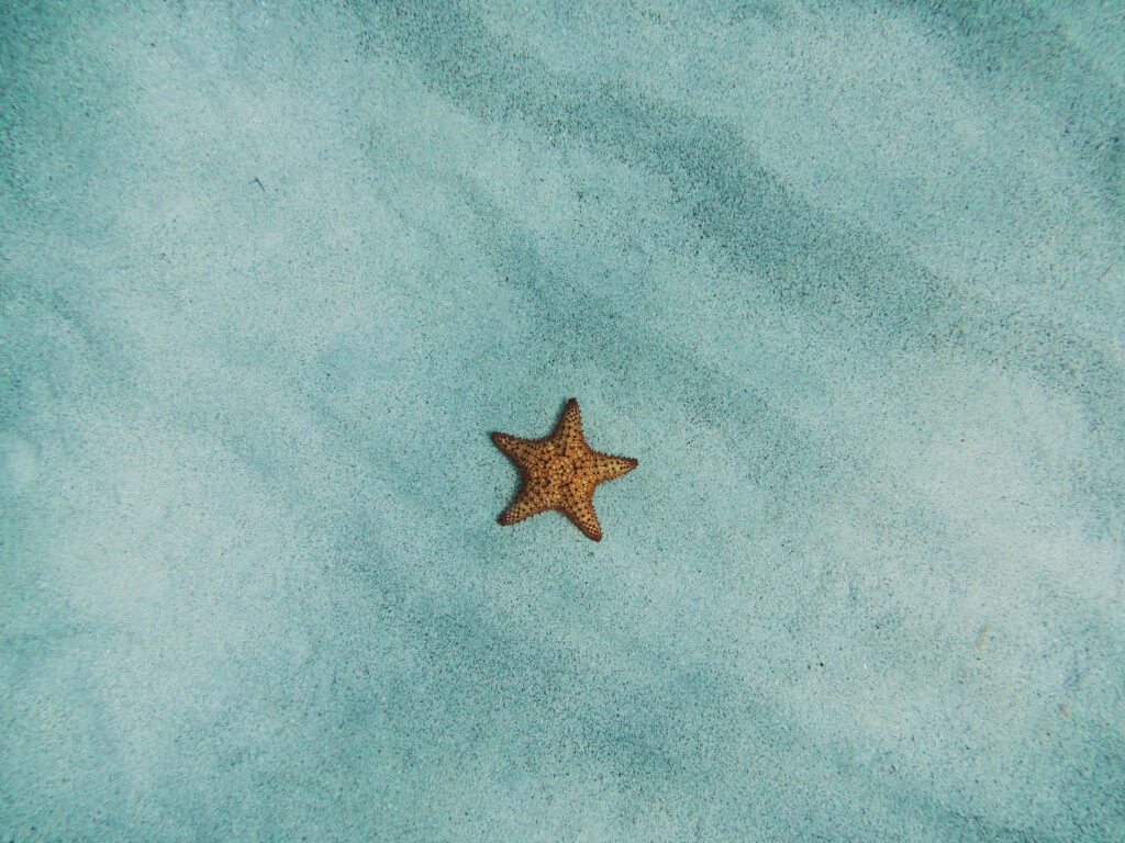 Minimalist Starfish Wallpaper for Serene Google Meet Background