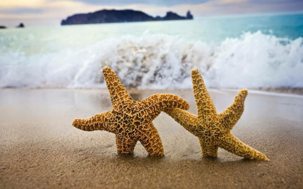 Serene Beach Wallpaper: Starfish & Gentle Ocean Waves Background