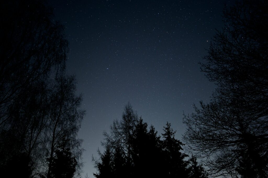 Serene starry night sky viewed through dark tree branches peaceful nature wallpaper background