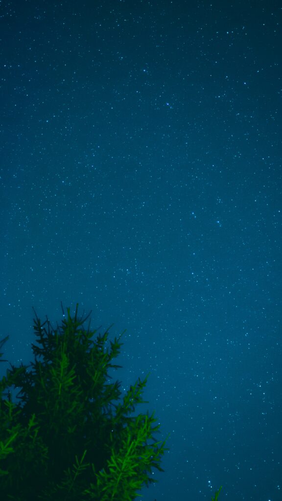Tranquil night sky with countless stars above silhouetted tree branches in deep blue tones wallpaper