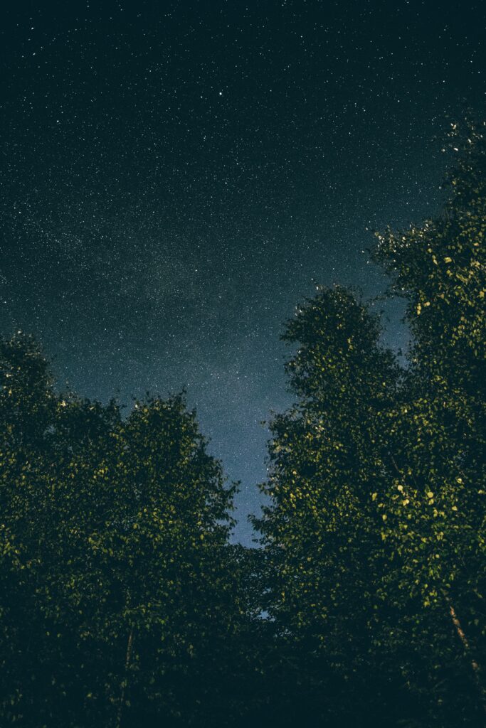 Silhouetted tall trees under vast starry night sky tranquil natural wallpaper background serene