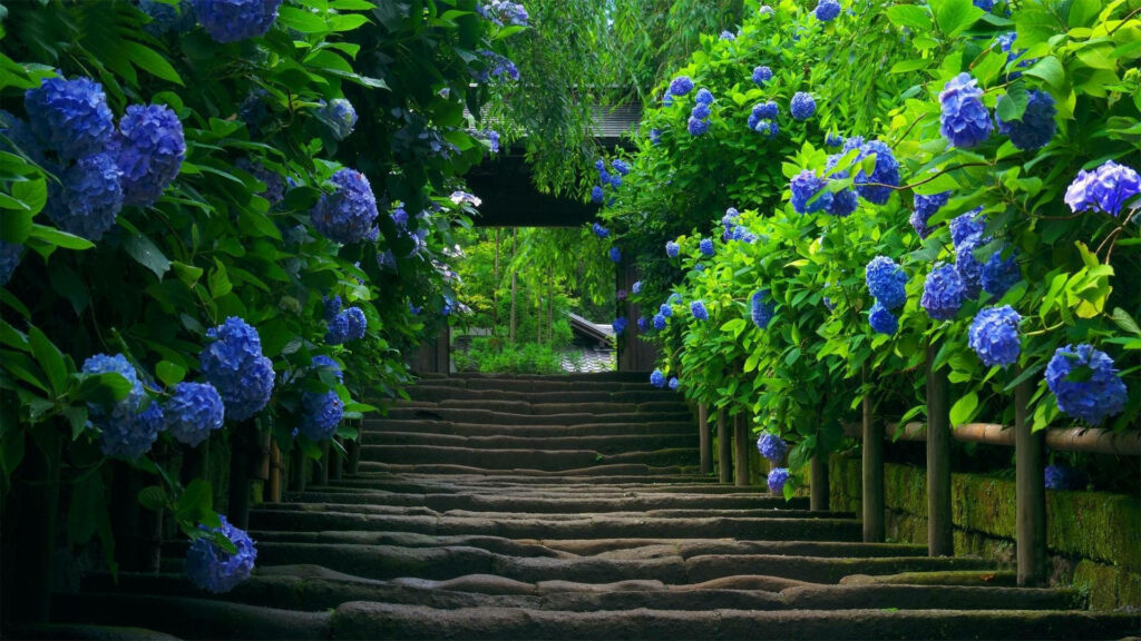 Serene Stone Path in Lush Garden with Blue Hydrangeas Wallpaper