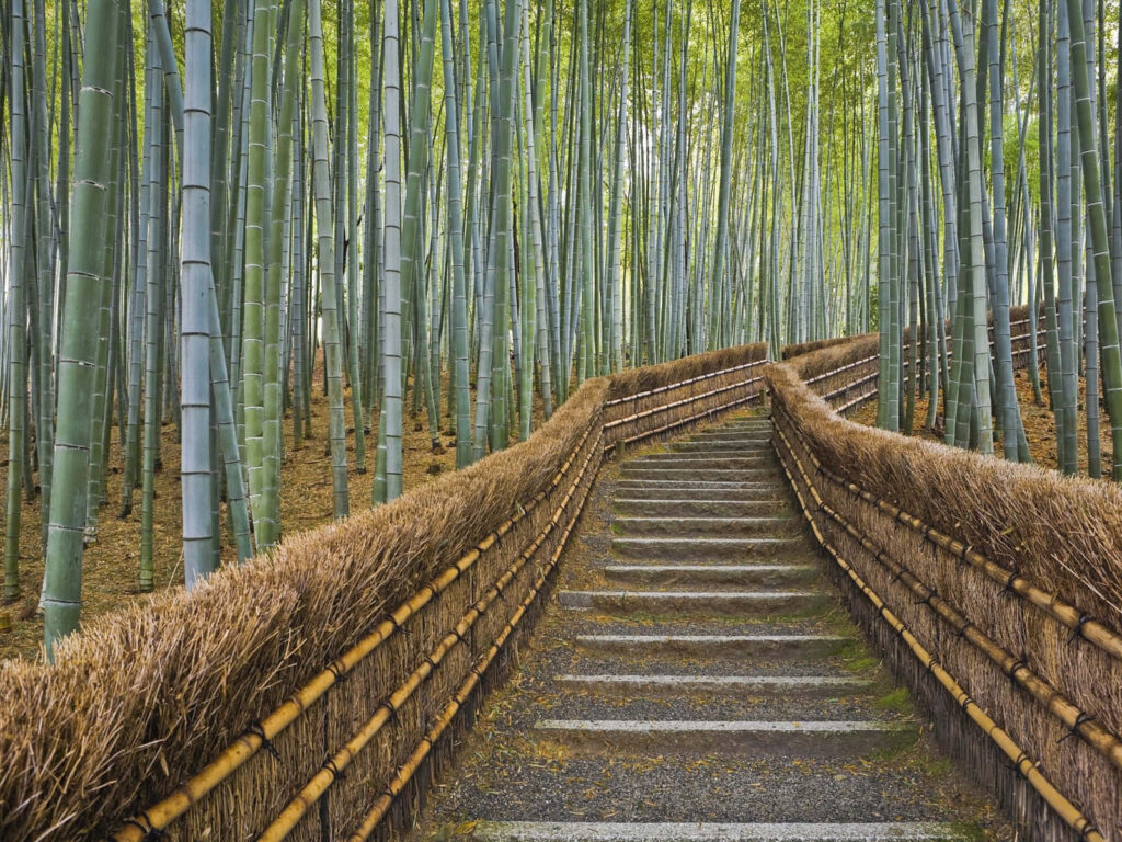 Serene stone pathway winding through lush green bamboo forest wallpaper background peaceful nature