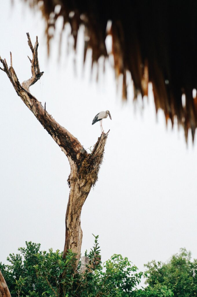 Serene Stork Wallpaper: Tranquil Nature Background with Lush Green Bushes