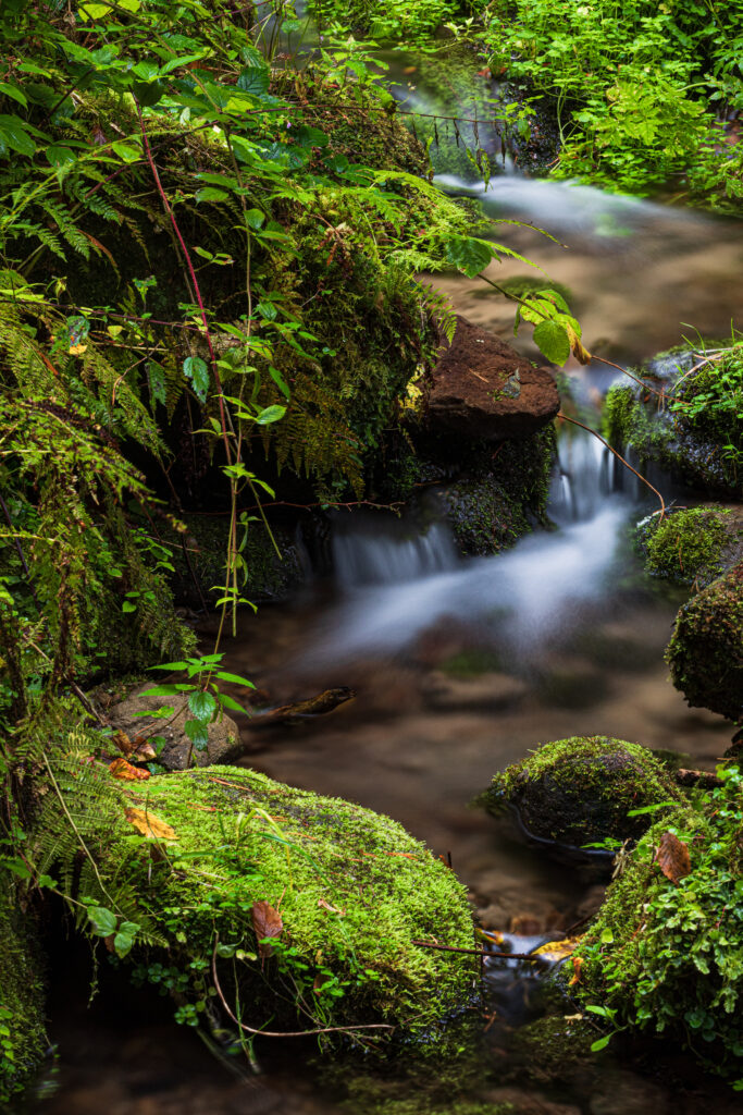 Serene nature wallpaper with gentle stream flowing over mossy rocks surrounded by green ferns