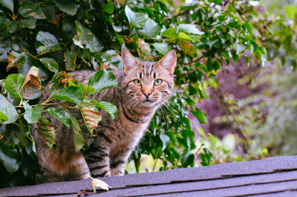 Striped Cat on Rooftop: Serene Nature Wallpaper for Cat Lovers