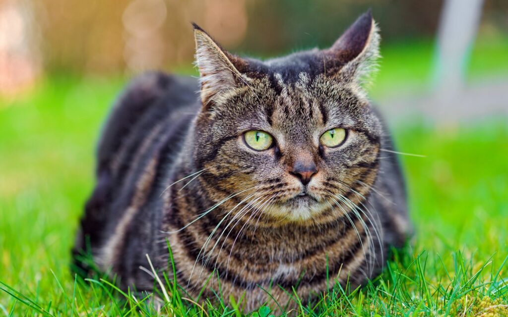 Serene Striped Cat Wallpaper in Lush Green Grass - Calming Background