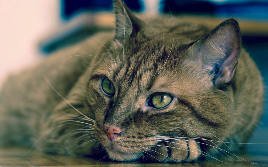 Cozy Cat Wallpaper: Striped Feline in Relaxed Serenity