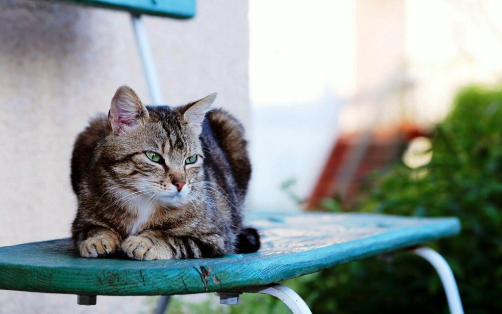 Striped Cat on Bench: Serene Wallpaper with Greenery Background