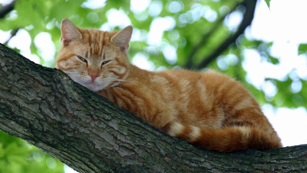Serene 1920x1080 Wallpaper: Striped Cat Sleeping on Tree Branch
