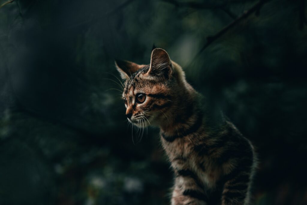 Tranquil Striped Cat Wallpaper in Lush Natural Background