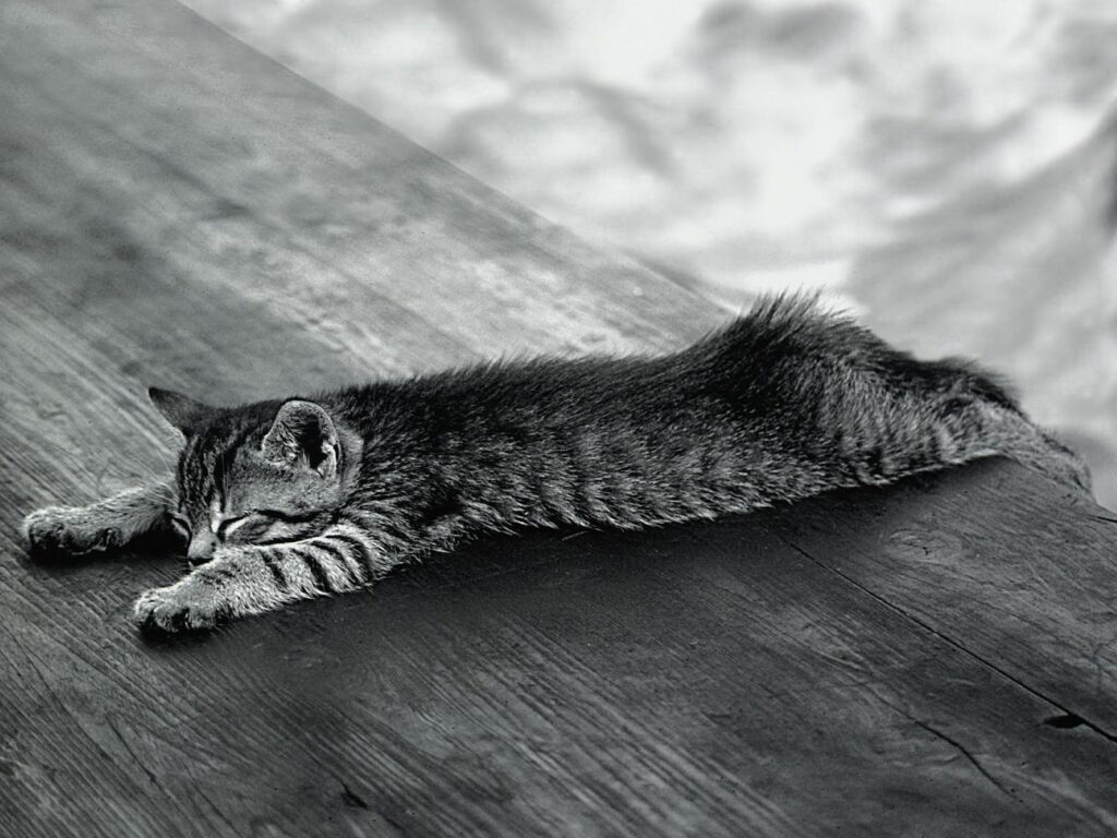 Serene Striped Kitten Wallpaper: Peaceful Sleep on Wooden Surface