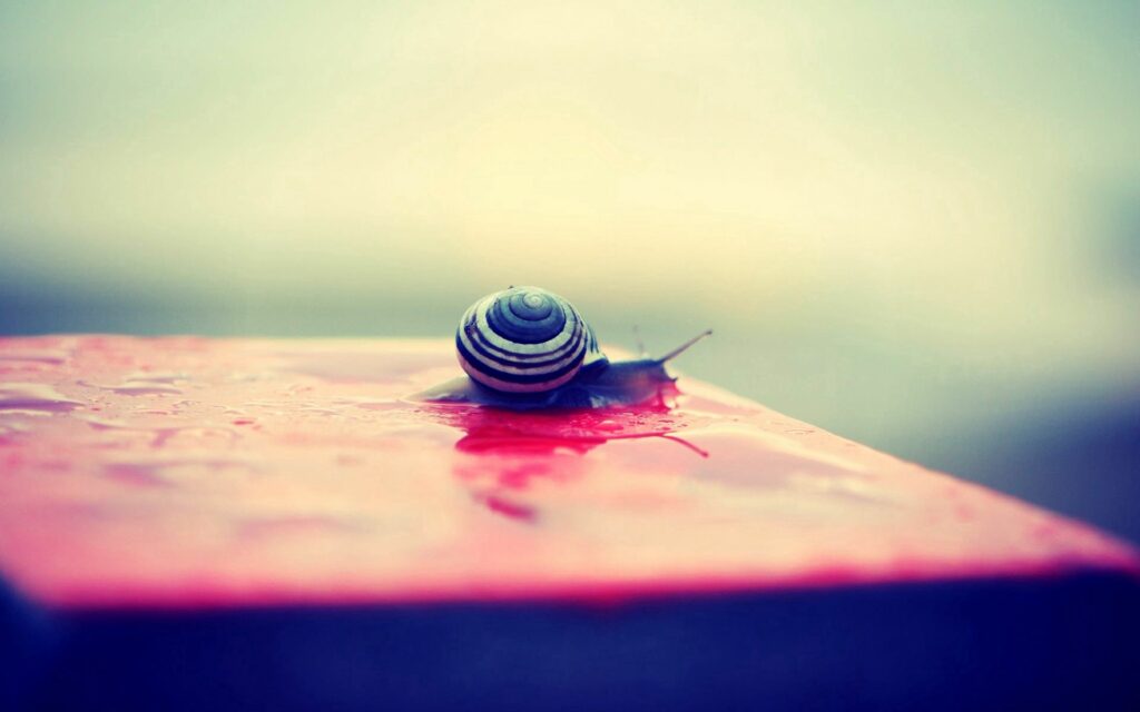 Serene Striped Snail Close-Up Wallpaper on Smooth Wet Surface