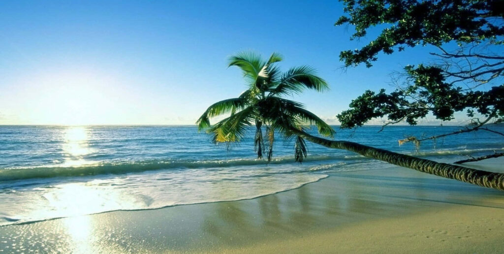 Serene Summer Beach Wallpaper with Solitary Palm Tree and Waves