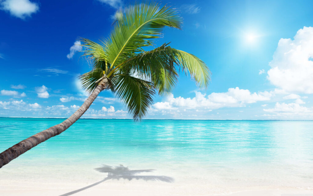 Serene Summer Beach Wallpaper: Palm Tree & Turquoise Waters