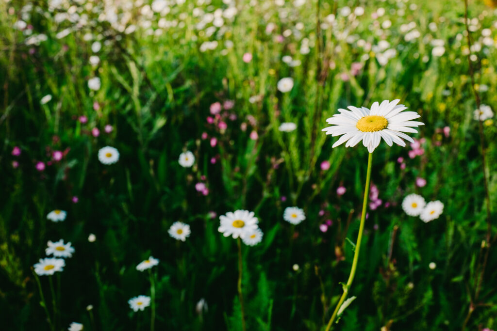 Serene Summer Chamomile Field: Vibrant Blossoms and Greenery Wallpaper