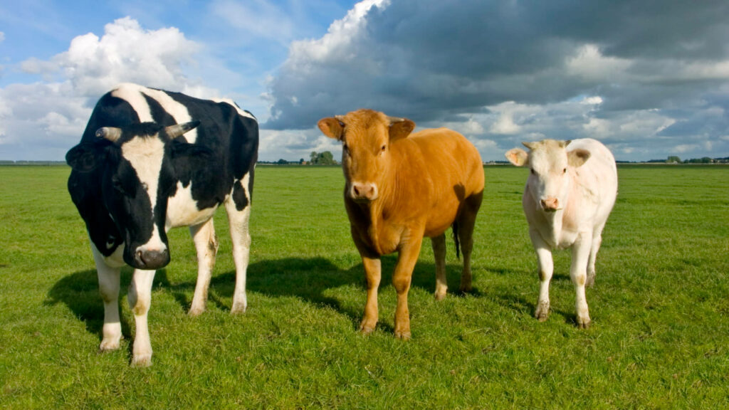 Serene Country Landscape Wallpaper with Cows in Lush Field