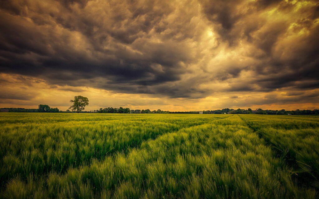 Serene Summer Evening Countryside HD Wallpaper with Lush Field