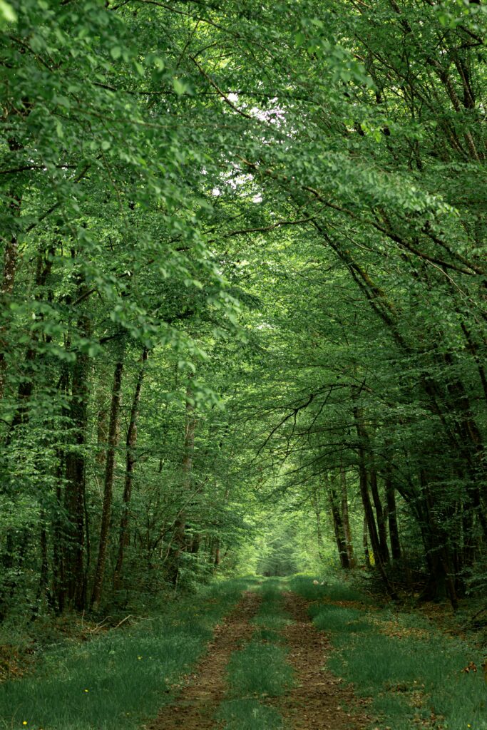 Serene summer forest wallpaper with winding path through tall lush green trees and sunlight