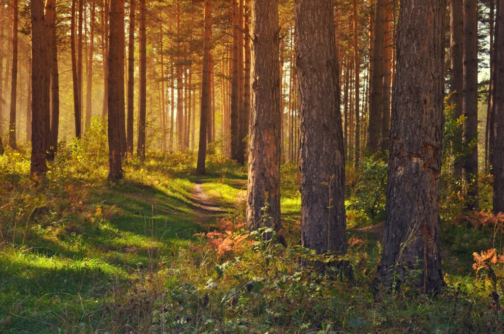 Serene summer forest with winding path and sunlight filtering through tall green trees wallpaper
