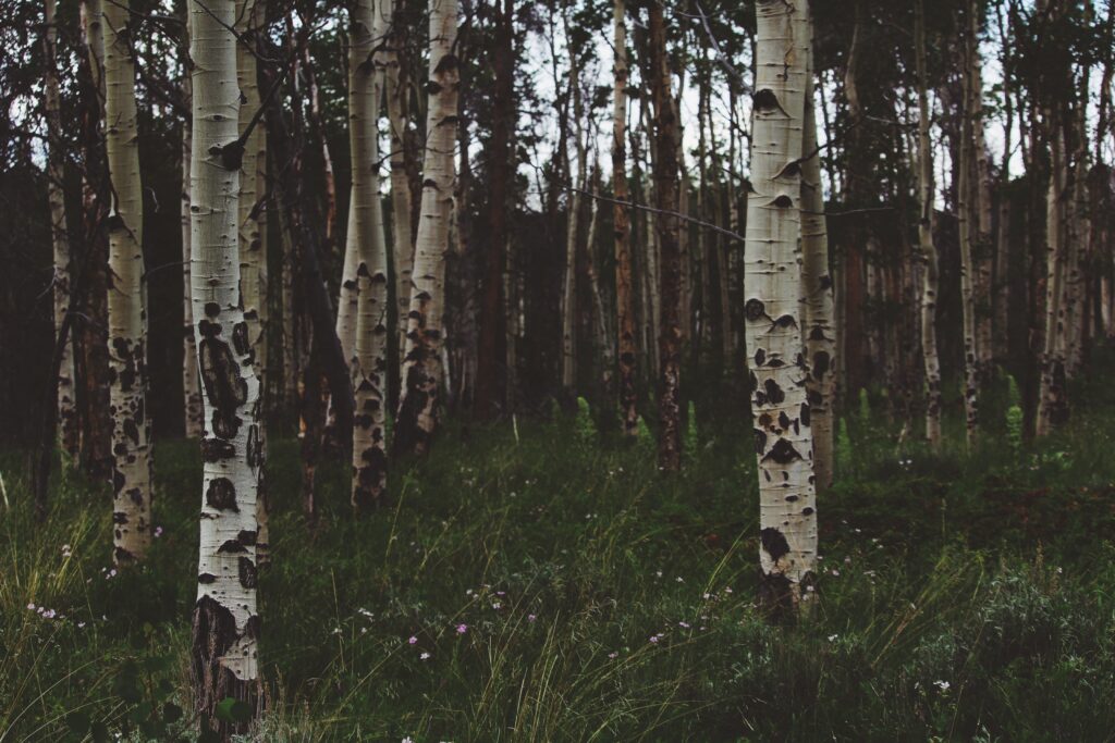Serene summer forest wallpaper with tall birch trees sunlight filtering through lush green grass