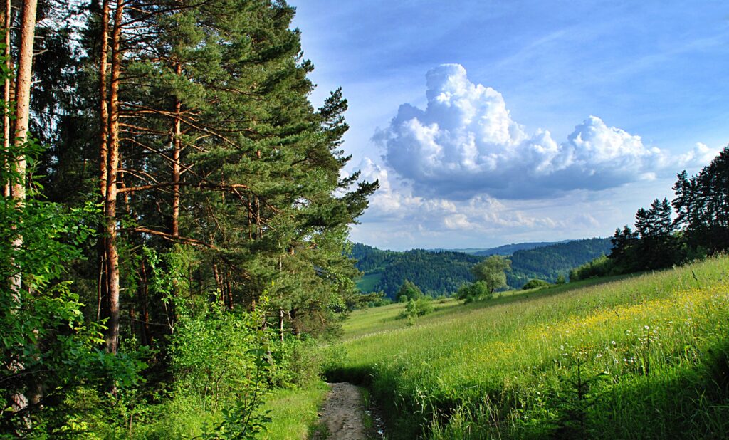 Serene summer forest with tall trees winding path wildflower meadows bright blue sky wallpaper