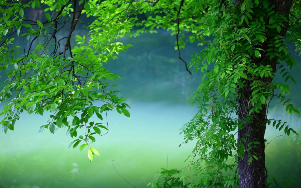 Vibrant summer wallpaper of lush green tree with fresh leaves and soft tranquil background