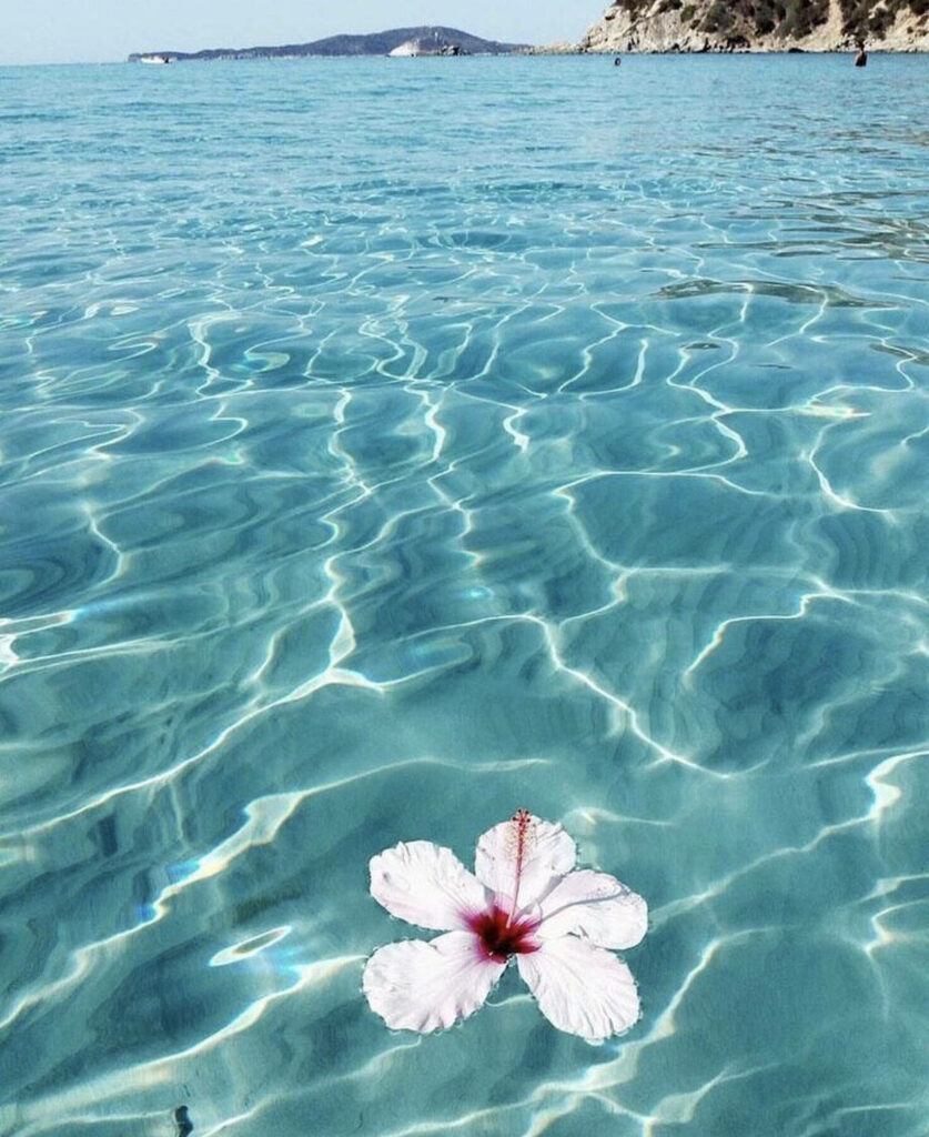Serene Summer Hibiscus Wallpaper: Tranquil Tropical Background