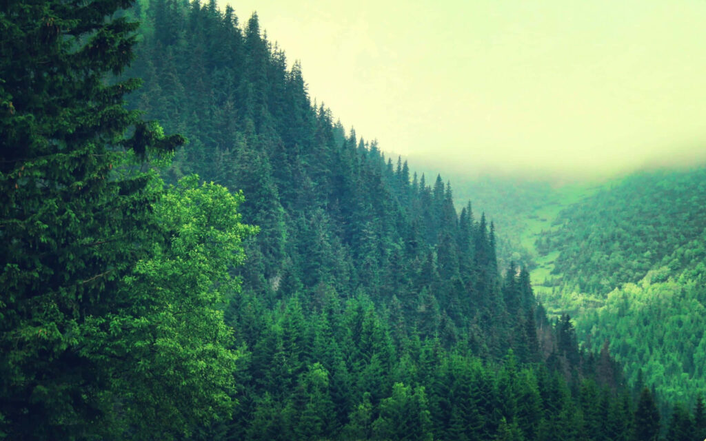 Serene Summer Landscape: Lush Green Tree & Misty Evergreen Hills Wallpaper