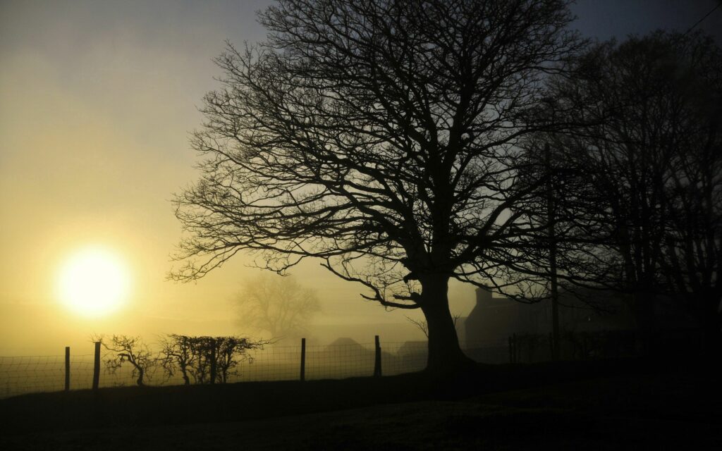 Serene summer morning foggy sunrise with large tree silhouette and soft golden light wallpaper