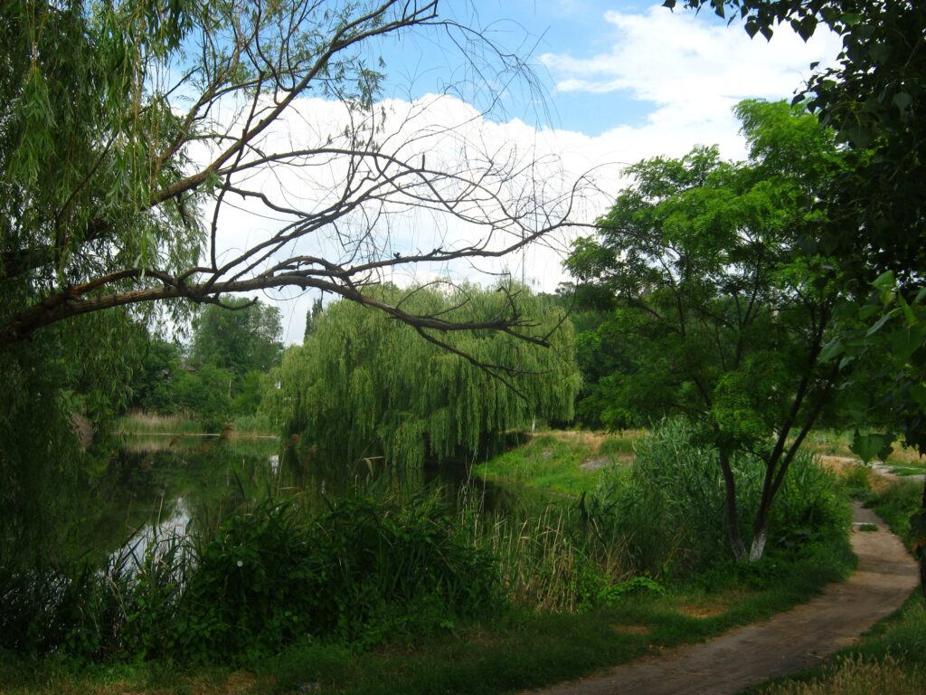 Serene summer wallpaper with calm river lush willow trees winding footpath bright blue sky